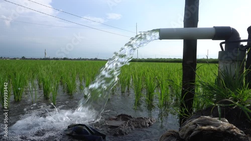 Clear Water Flowing into Green Rice Field from White Pipe Outdoors. Irrigation of rice fields using pump wells with the technique of pumping water from the ground.