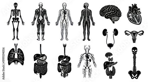 Black and White Medical Anatomy Icons - Human Body Systems and Organs