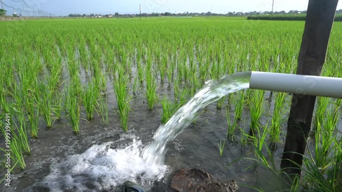 Irrigation of rice fields using pump wells with the technique of pumping water from the ground to flow into the rice fields. The pumping station where water is pumped from a irrigation canal system.