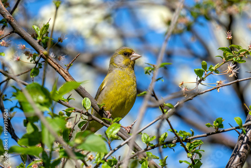 Male European Greenfinch (Chloris chloris)  is sitting on a blooming wild plum branch (Kriecherl in german) in spring