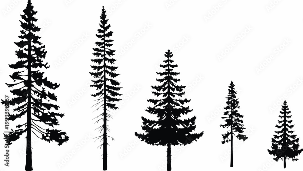 Fototapeta premium Coniferous evergreen tree silhouettes on a white background forest scene
