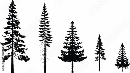 Coniferous evergreen tree silhouettes on a white background forest scene
