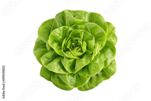 Schilderij op canvas Fresh butterhead lettuce isolated on white background, crisp green leaves forming a perfect rosette, ideal for healthy eating, organic produce, and clean food concepts