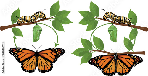 Vector Illustration of Butterfly Life Cycle Showing Caterpillar, Chrysalis, and Adult Butterfly for Nature and Educational Designs