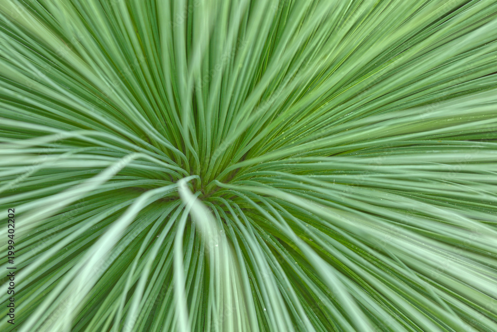 Obraz premium Blätter von Yucca linearis