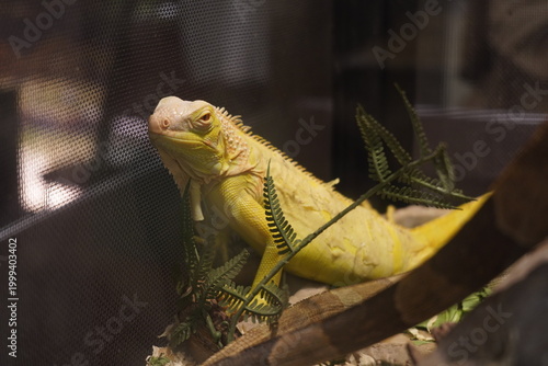 Fotografie Yellow green iguana resting on a branch inside an indoor reptile glass terrarium