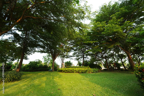 A wide view of a lush green park with large trees and open grass under warm natural sunlight. Ideal for themes of nature, relaxation, outdoor lifestyle, and peaceful environments.
