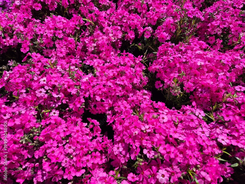 Fototapeta premium Phlox subulata, Polster-Phlox