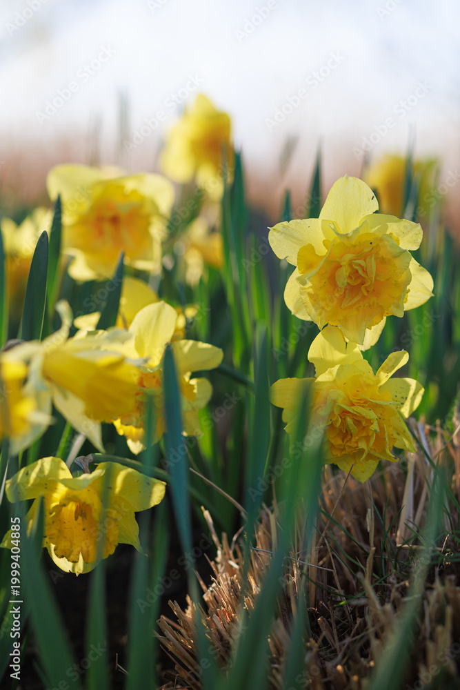 Fototapeta premium Yellow daffodils blooming in sunlight with soft background in spring garden. Concept of brightness, energy, renewal, seasonal joy, natural beauty.