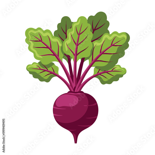 Beetroot with green leaves illustration