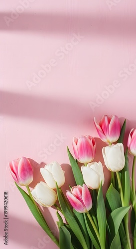 Soft Pink Tulip Elegance Minimal Floral Scene
