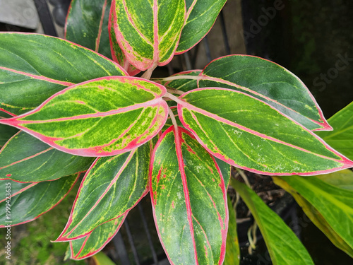 Aglaonema Siam Aurora plant, top view. Also known as Chinese Evergreen or Lipstick Aglaonema, it is a hybrid variety or cultivar of the Aglaonema genus, a popular houseplant from the Araceae family.