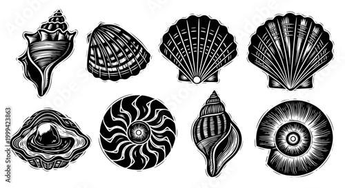 Vintage engraved seashell collection, black and white woodcut style illustration set