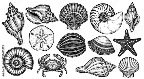 Vintage engraved seashell collection, black and white woodcut style illustration set