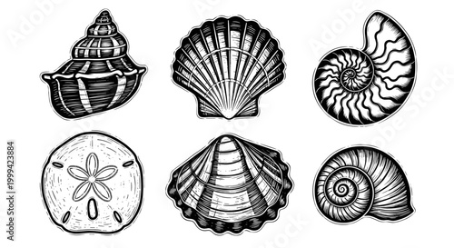 Vintage engraved seashell collection, black and white woodcut style illustration set