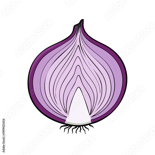 Cross section of a vibrant red onion revealing concentric layers and root fibers