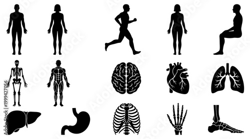 Human Body Anatomy Medical Icons Set - Silhouettes, Internal Organs, Skeleton, Muscular System Glyphs
