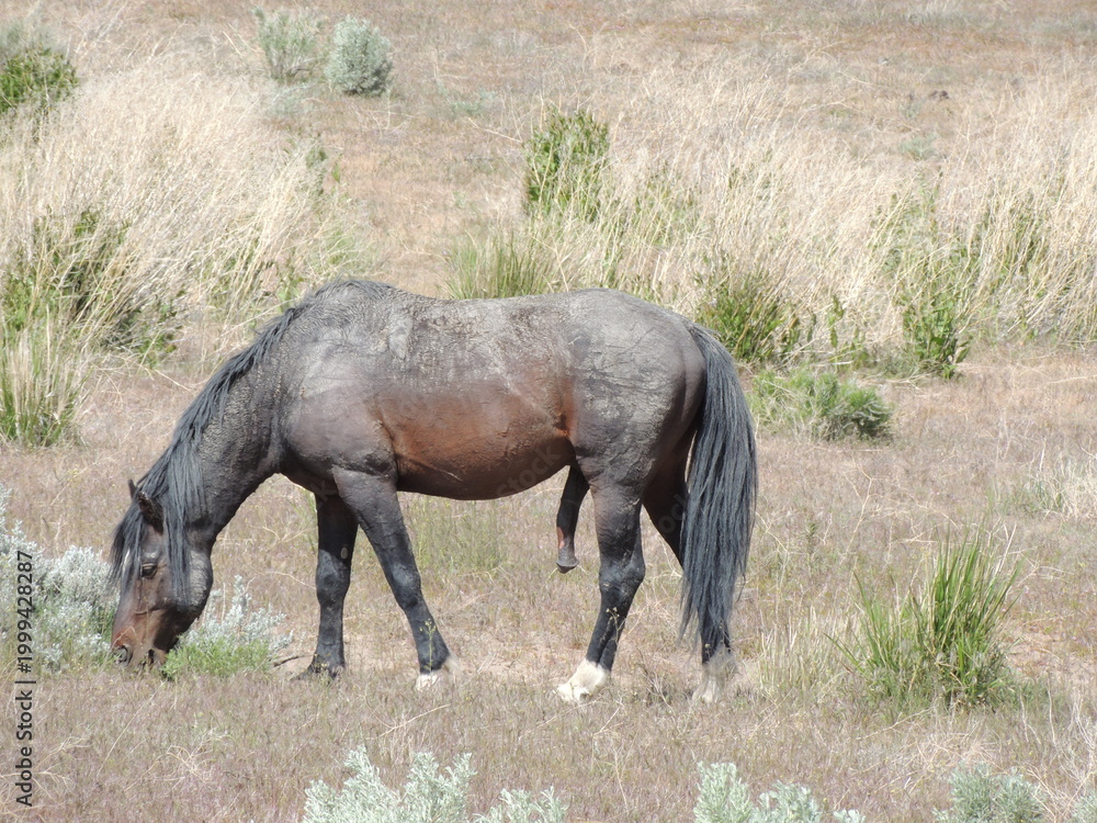Fototapeta premium A dusty wild horse grazing