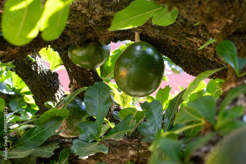 Fotografie Tropical fruits growing on tree branch surrounded by green leaves in natural sun