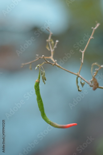 Single Green Chili Pepper Ripening to Red on a Withered Dry Branch