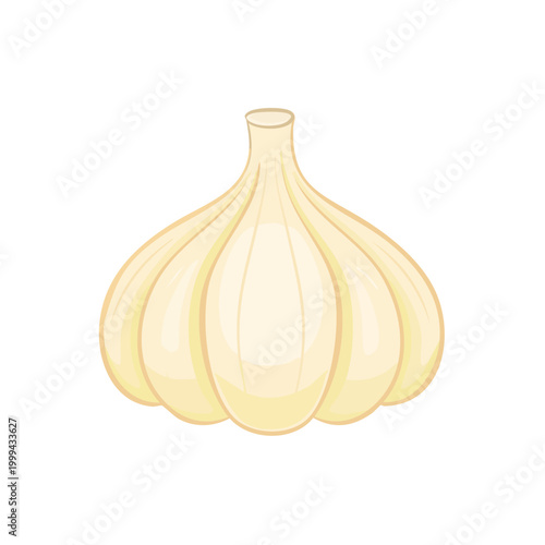Fresh Garlic Bulb Illustration Culinary Ingredient