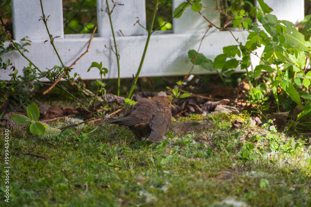 Obraz premium Baby Blackbird Sitting on Ground in Garden Environment