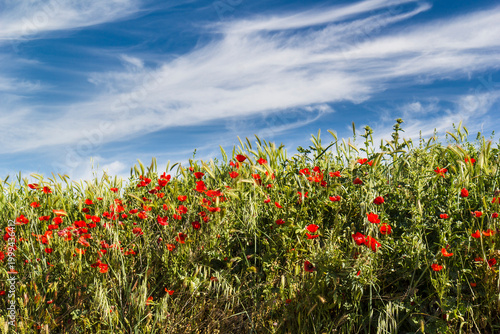 Wild poppies, Spring landscapes, Toledo, Spain