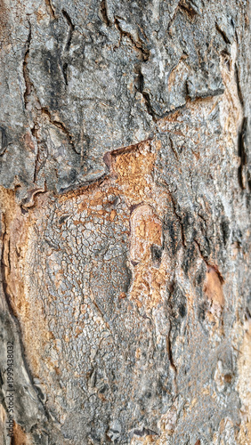 Принти на полотні Rustic Elegance Close-up of Ancient Tree Bark Texture Revealing Nature's Intrica