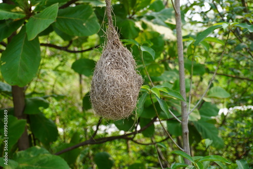 Foto Bird Nest Hanging from Tree Branch Close Up