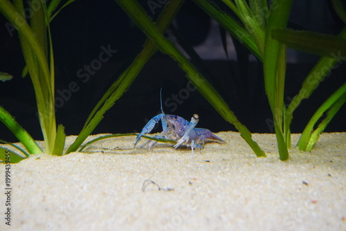 Blue Crayfish Procambarus alleni on Sand Substrate