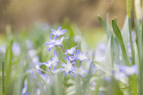 Small blue flowers