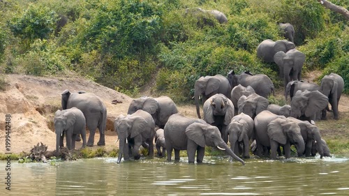 Big herd of african elephants with calves standing on a sandy riverbank to drink from muddy water of waterhole in natural habitat. Surrounded by bush vegetation elephants in nature reservation
