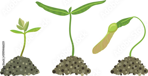 Young tree seedlings growing in soil: Maple (Acer platanoides) and Rowan (Sorbus aucuparia) sprouts 