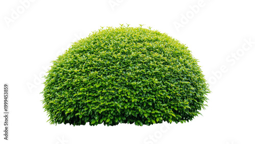 Fotografie Rounded lush green shrubbery plant with dense foliage