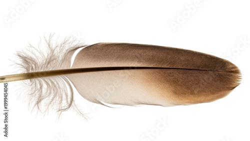 Canvastavla Long brown feather with fluffy base and quill shaft