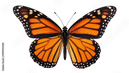 Photos Vibrant Monarch Butterfly with Orange Wings and Black Spots