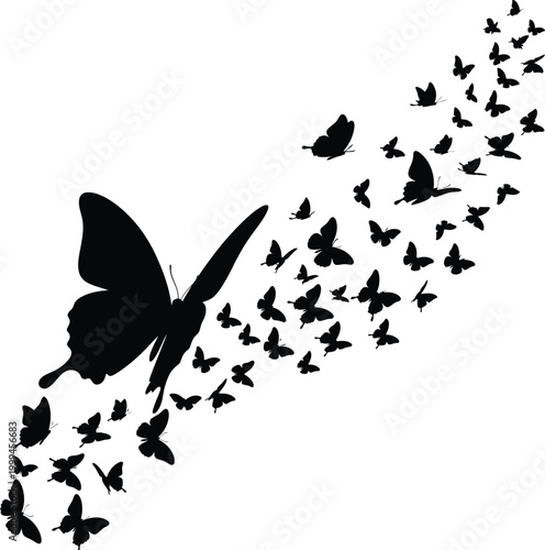 Butterfly transformation a swarm of butterflies emerging from a single form