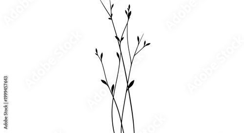 Tablou pe pânză Minimalist Black Twigs with Small Leaves on White Background, Delicate Plant Sil
