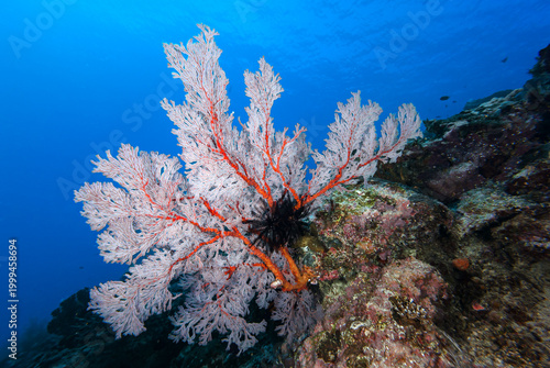A picture of the coral reef
