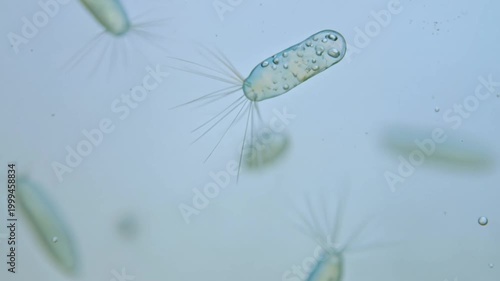 Floating microbes under a microscope