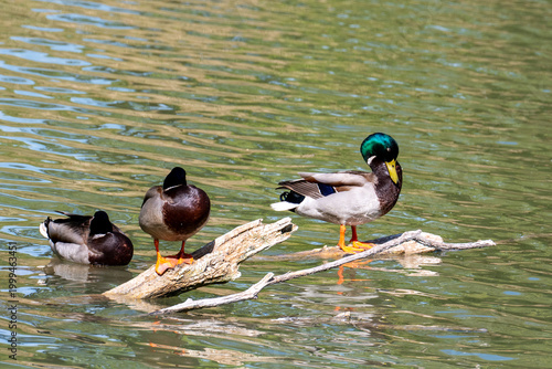 Three wild mallard ducks standing on a dead branch over water.

