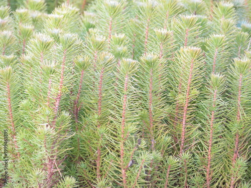 small pine trees to plant and reforest the mountain