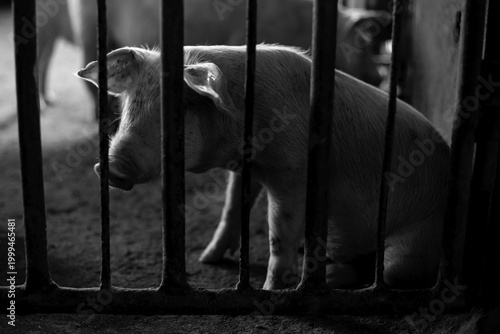 Tableau sur toile Pigs that are reared in the paddock, as the culprit that offense was detained in prison