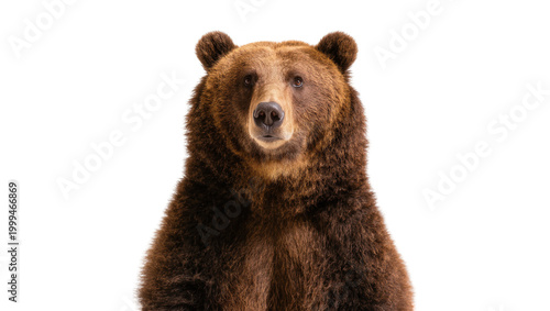 Bild auf Leinwand Brown Grizzly Bear Portrait with Thick Fur and Dark Eyes