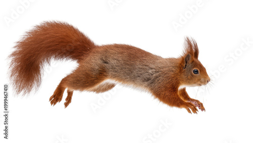 Schilderij op canvas Red Squirrel Leaping Mid-Air with Fluffy Tail and Whiskers