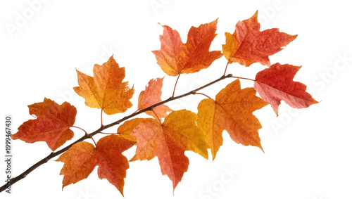 Tableau sur toile Orange Red Maple Branch with Autumn Leaves