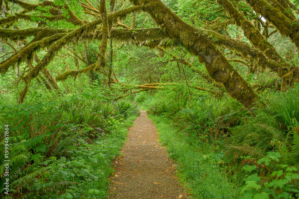 Obraz premium Sun-Dappled Path in Mossy Forest