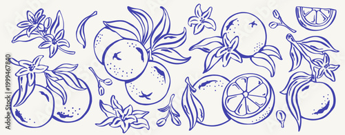 Tableau sur toile Blue Mediterranean orange illustration set with citrus fruits, slices, blossoms and leafy branches on a light background