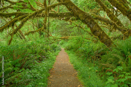 Sun-Dappled Path in Mossy Forest
