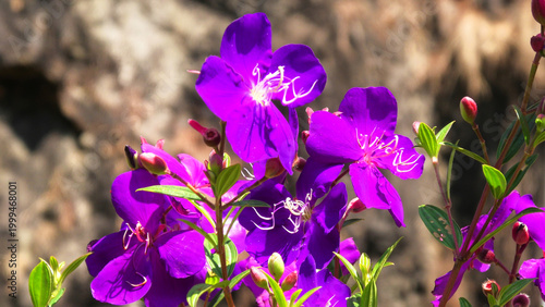 Beautiful garden plants blooming with flowers of purple petals